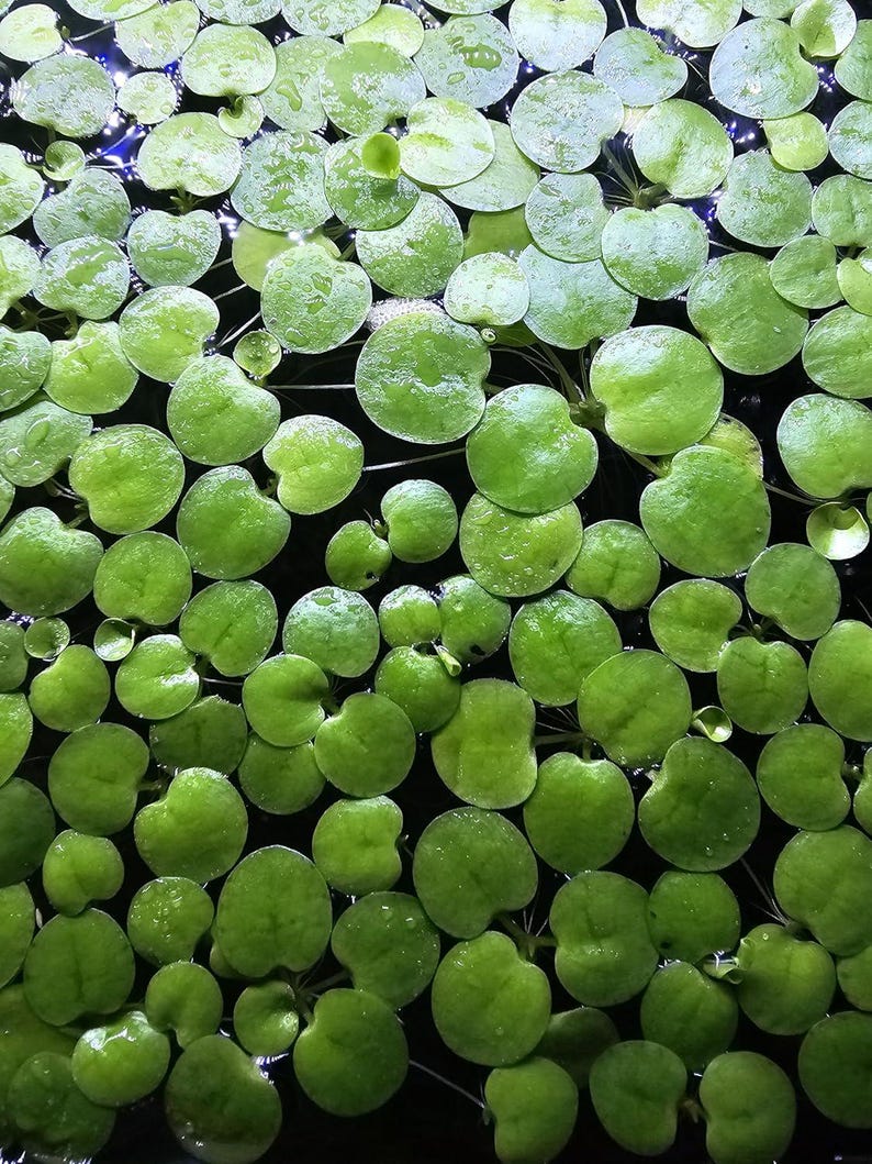 May include: A dense cluster of floating aquatic plants featuring numerous small, rounded, bright green leaves. The foliage is arranged in a tight pattern across the water surface, with some leaves showing subtle water droplets on their smooth texture.