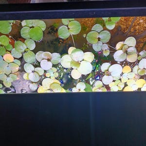 May include: A top-down view of floating aquatic plants with rounded, light green leaves covering the surface of the water. Beneath the leaves, small pebbles are visible at the bottom of the tank, along with subtle reflections of colourful lights.