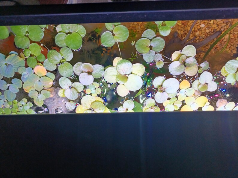 May include: A top-down view of floating aquatic plants with rounded, light green leaves covering the surface of the water. Beneath the leaves, small pebbles are visible at the bottom of the tank, along with subtle reflections of colourful lights.
