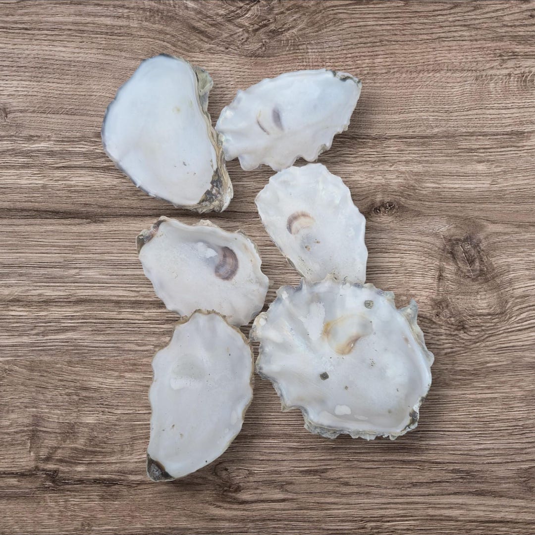 Reshin Shell Natural Oyster Shells for Crafts, Resin Art, Coastal Décor, Jewelry ...