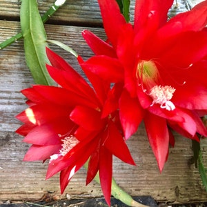 ROTE ORCHIDEE KAKTUS 2 Stecklinge