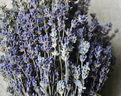 Custom for Cindy 2400 STEMS of English Lavender 8" Long Minimum