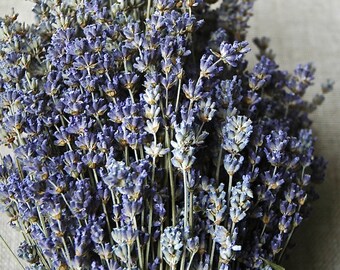 2,000 STEMS of English Lavender 8-12" Long