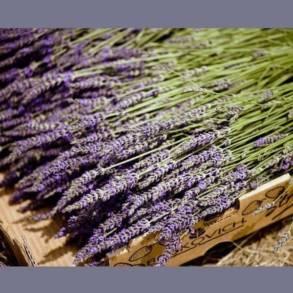 Large  French Lavender Bunch Bouquet 250 Bulk Stems Dried Flowers  Sustainable Wedding Decor, Centerpieces, Table Arrangements, DIY