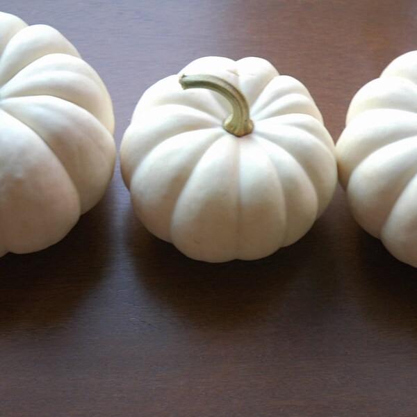 Ships Quick 8 White Fall or Winter Wedding Thanksgiving  Small White Casperita Pumpkins for  Table Decor Table Numbers