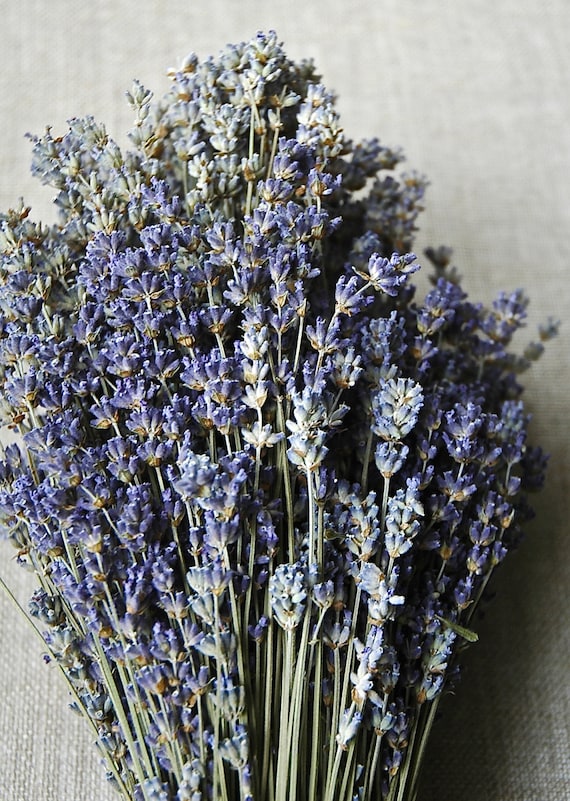 750 STEMS of Dried English Lavender 8-12 Long Bulk Lavender Stems 