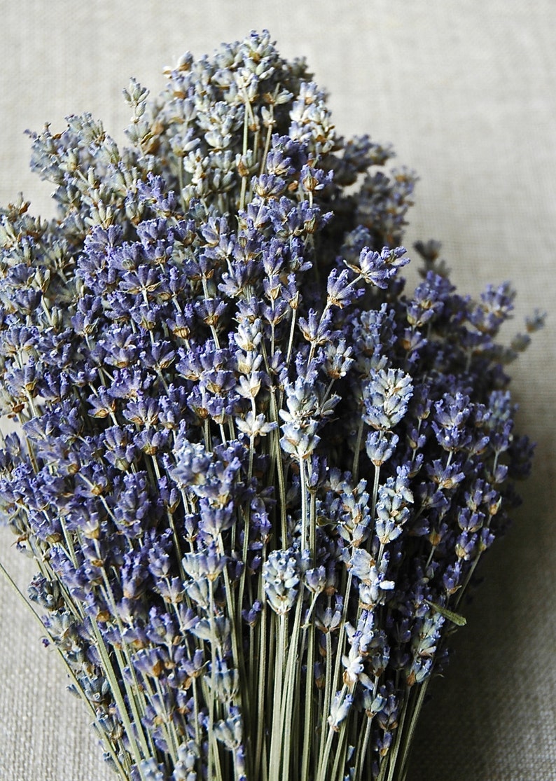 750 STEMS of Dried English Lavender 812 Long Bulk Etsy