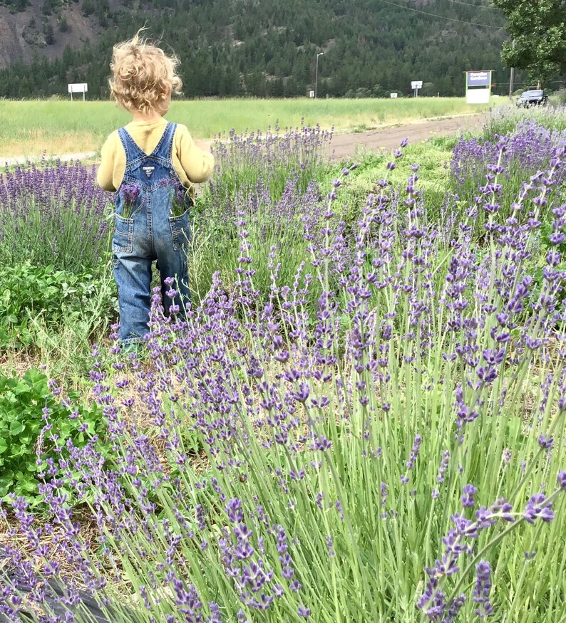 250 GROS BLEU French Lavender Stems Dried Flowers Wedding Decor Centerpiece Table Arrangements DIY Bouquets Bunches image 2