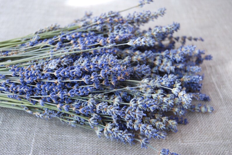 750 STEMS of Dried English Lavender 812 Long Bulk Etsy
