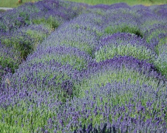 Lavender Field Consultation