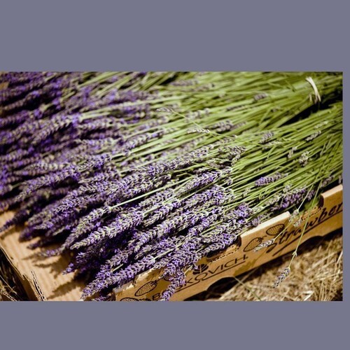 British Natural Dried Lavender Bunch DARK BLUE Fragrant Etsy