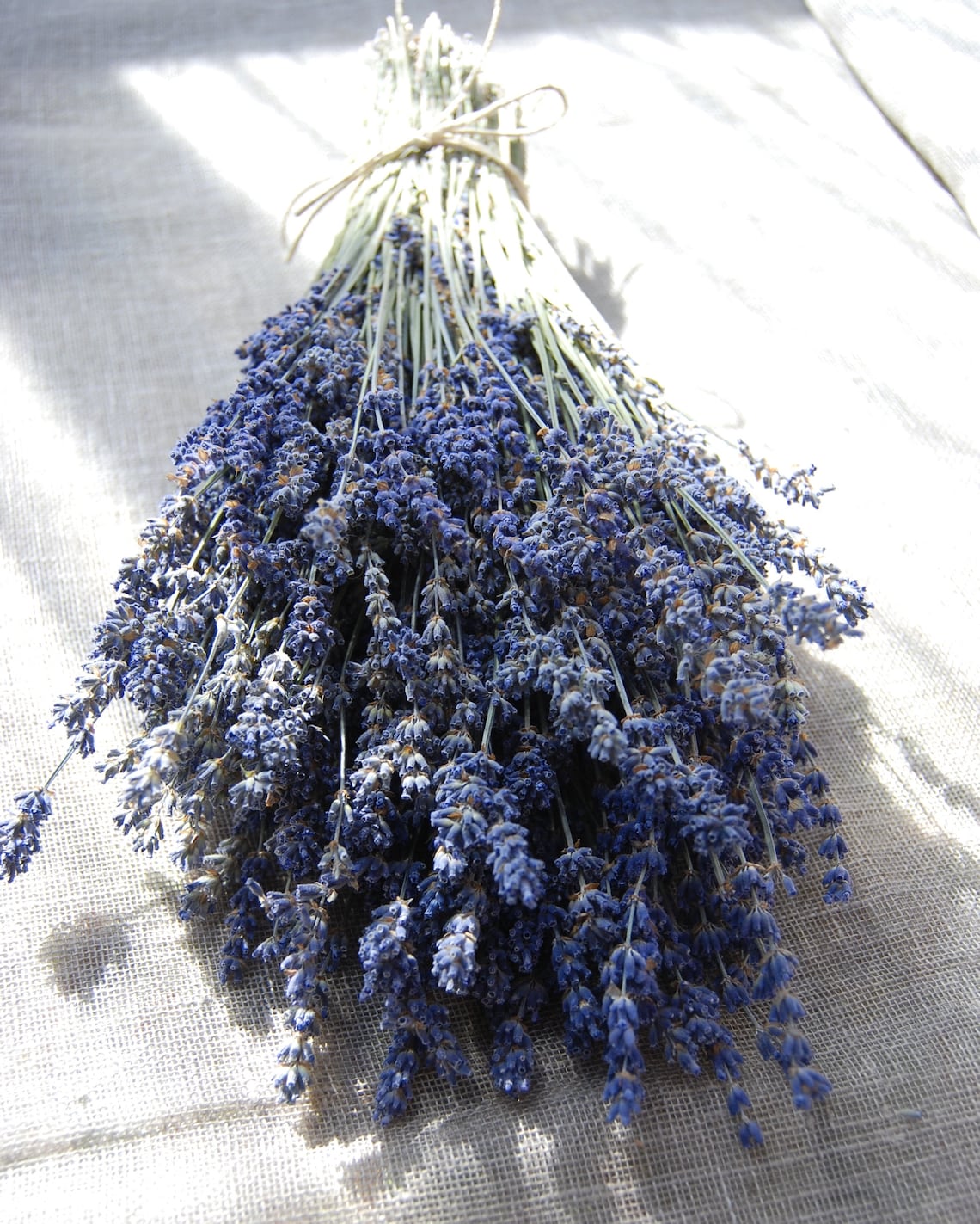 1000 STEMS of English Lavender 812 Long for Weddings Etsy