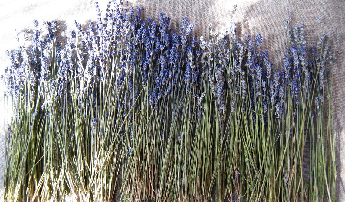 750 STEMS of Dried English Lavender 812 Long Bulk Etsy