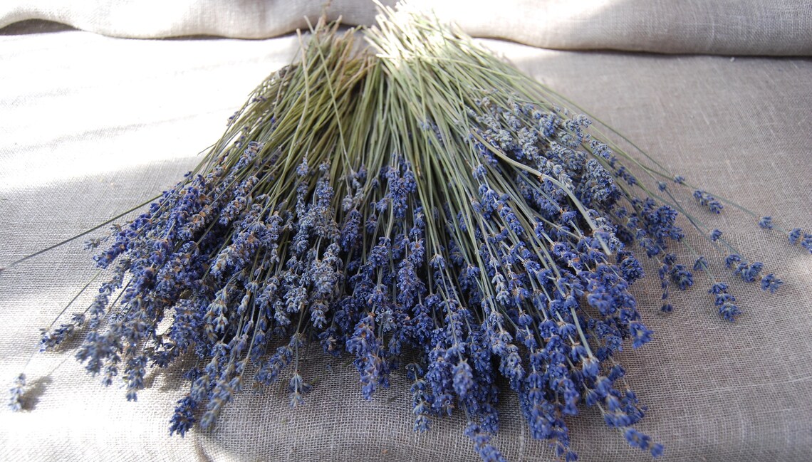 750 STEMS of Dried English Lavender 812 Long Bulk Etsy