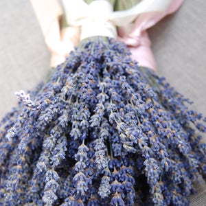 3 Fancy English Lavender Bouquets with Hand Tied Ribbon in a Love Knot image 1