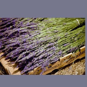 250 GROS BLEU French Lavender Stems Dried Flowers Wedding Decor Centerpiece Table Arrangements DIY Bouquets Bunches image 4