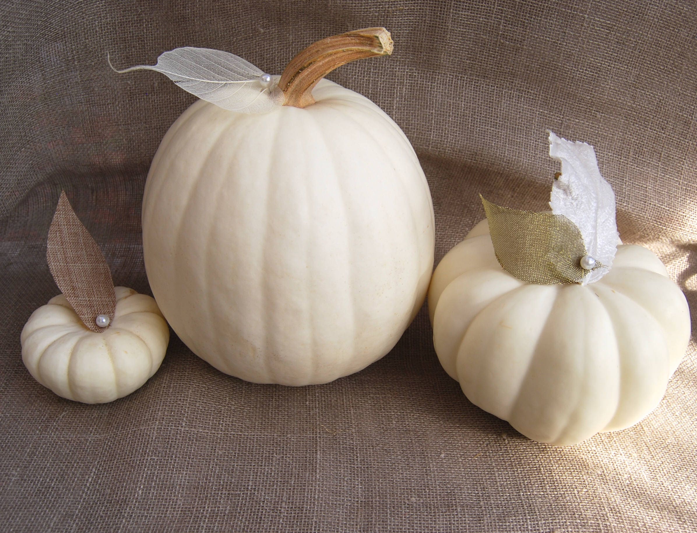 100 REAL White Mini Pumpkins for Table Decor or Fall Weddings | Etsy