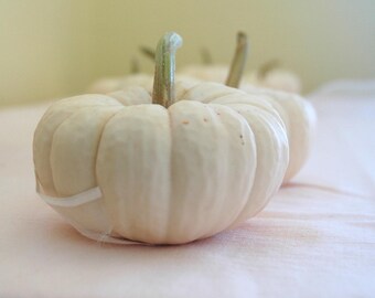15 Baby Boo Mini White REAL Pumpkins for Table Decor Priority Shipping for your date