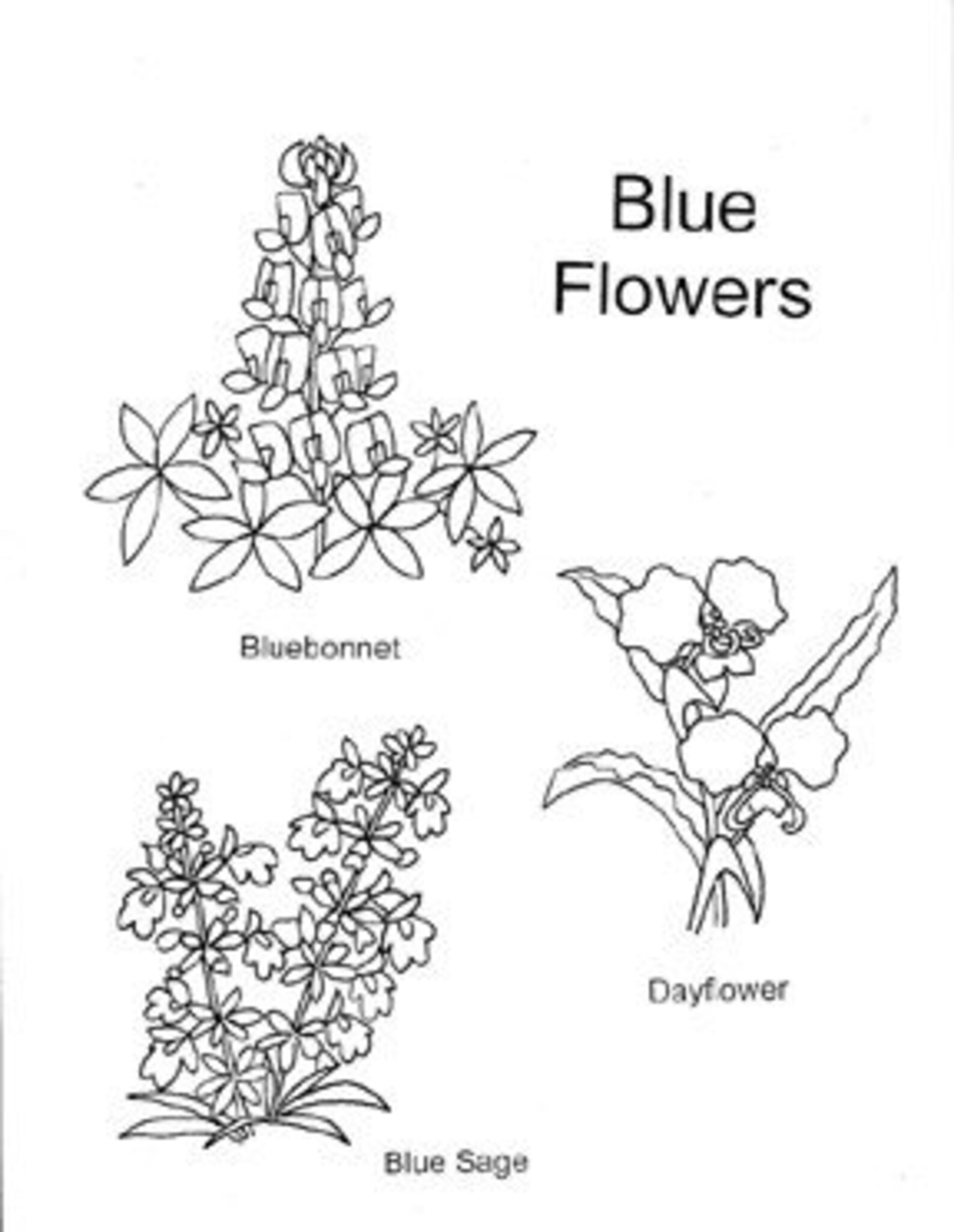 Texas Wildflowers Coloring Page Coloring Pages vrogue.co