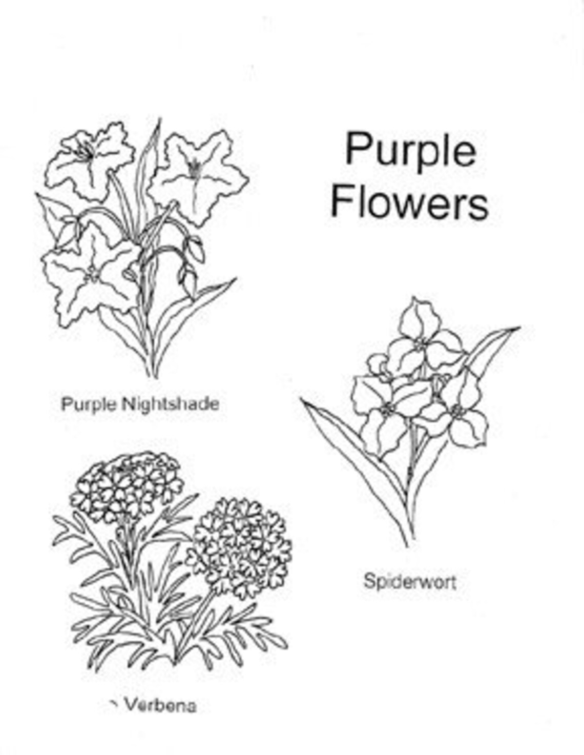 Texas Wildflowers Coloring Page Coloring Pages