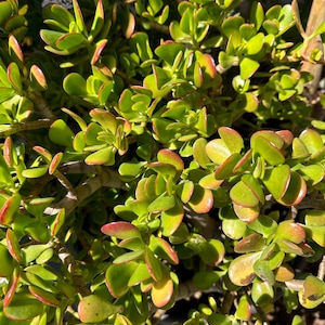 Jade plant (Crassula ovata)