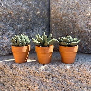 Succulent Fidget Spinner | Teacher Desk Toy | Therapist Sensory Tool | Quiet ADHD Fidget | Calming Desk Toy for Teachers & Therapists