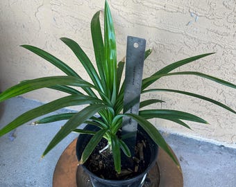 2 Pandan Leaf Plants Live - Lá Dứa Fresh Asian Herb Plants For Cooking Tea Collection