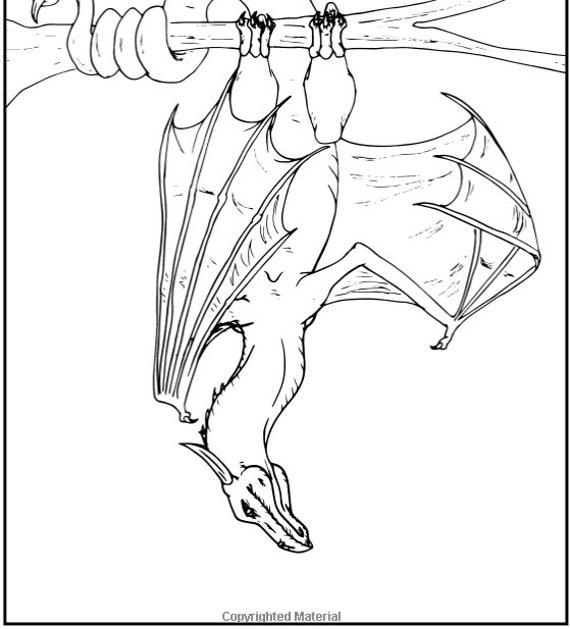 Dragon Adult Coloring Book