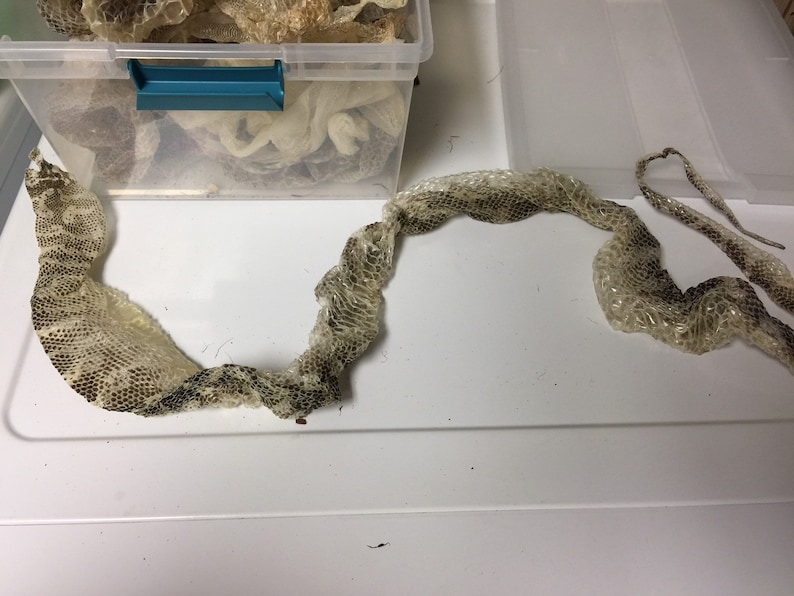 Real Shed Snake Skin Snake Skin FREE Shipping Slough Craft Etsy
