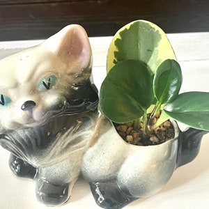 Vintage 1950’s American Bisque Kitten Figurine Plant Holder.