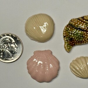 以下が含まれることがあります： 白い背景に、さまざまな色とデザインのセラミック製の貝殻が5つ並んでいます。貝殻の大きさを示すために、銀色のアメリカ合衆国25セント硬貨が画像に含まれています。