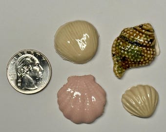 Paquete de 4 conchas