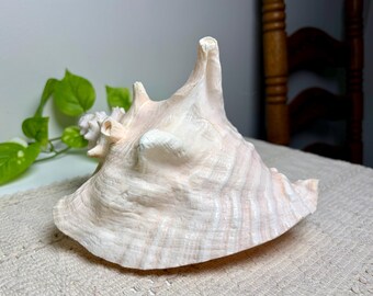Queen Conch Shell | Beach Home Decor | Coastal Shelf Decor | Large Shell for Aquarium | Neutral Office Decor