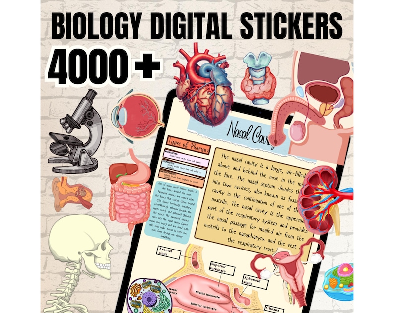May include: A digital sticker set with over 4,000 illustrations of human anatomy, including the heart, eye, ear, nose, digestive system, and reproductive system. The stickers are perfect for teachers, students, and anyone interested in biology.
