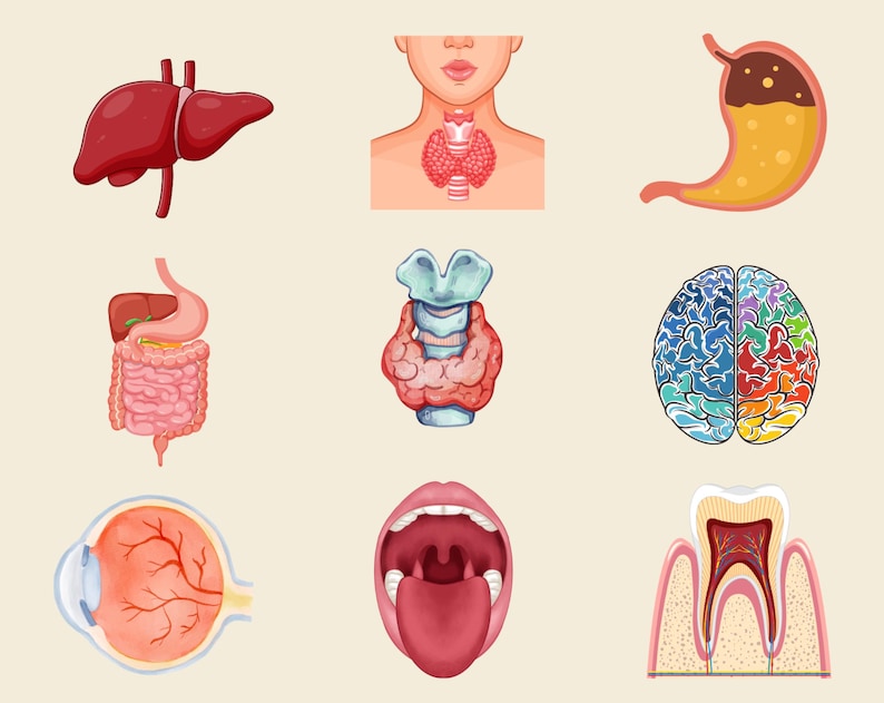 May include: Illustration of the human body's internal organs, including the liver, stomach, intestines, brain, thyroid, eye, mouth, and teeth.