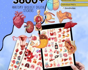以下が含まれることがあります： 人体の臓器やシステムを図解した、解剖学と生物学のデジタルステッカー。画像には、さまざまなステッカーが表示されたタブレット、事前にトリミングされたGoodnotesファイル、個別のPNGが含まれています。テキストは「3600+ Anatomy Biology Digital Stickers」と表示されています。