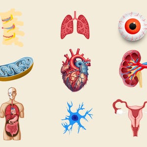 4000 + Biology Digital Stickers, Pre-cropped Human Body Stickers, Biology & Anatomy Digital Stickers, Goodnotes Stickers, Medical Stickers image 8