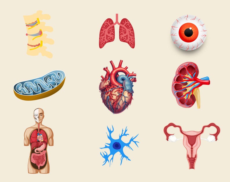 4000 + Biology Digital Stickers, Pre-cropped Human Body Stickers, Biology & Anatomy Digital Stickers, Goodnotes Stickers, Medical Stickers image 8