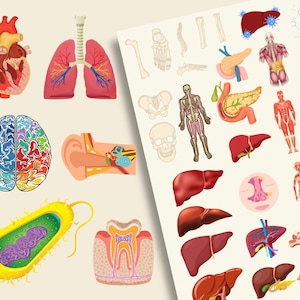4000 + Biology Digital Stickers, Pre-cropped Human Body Stickers ...