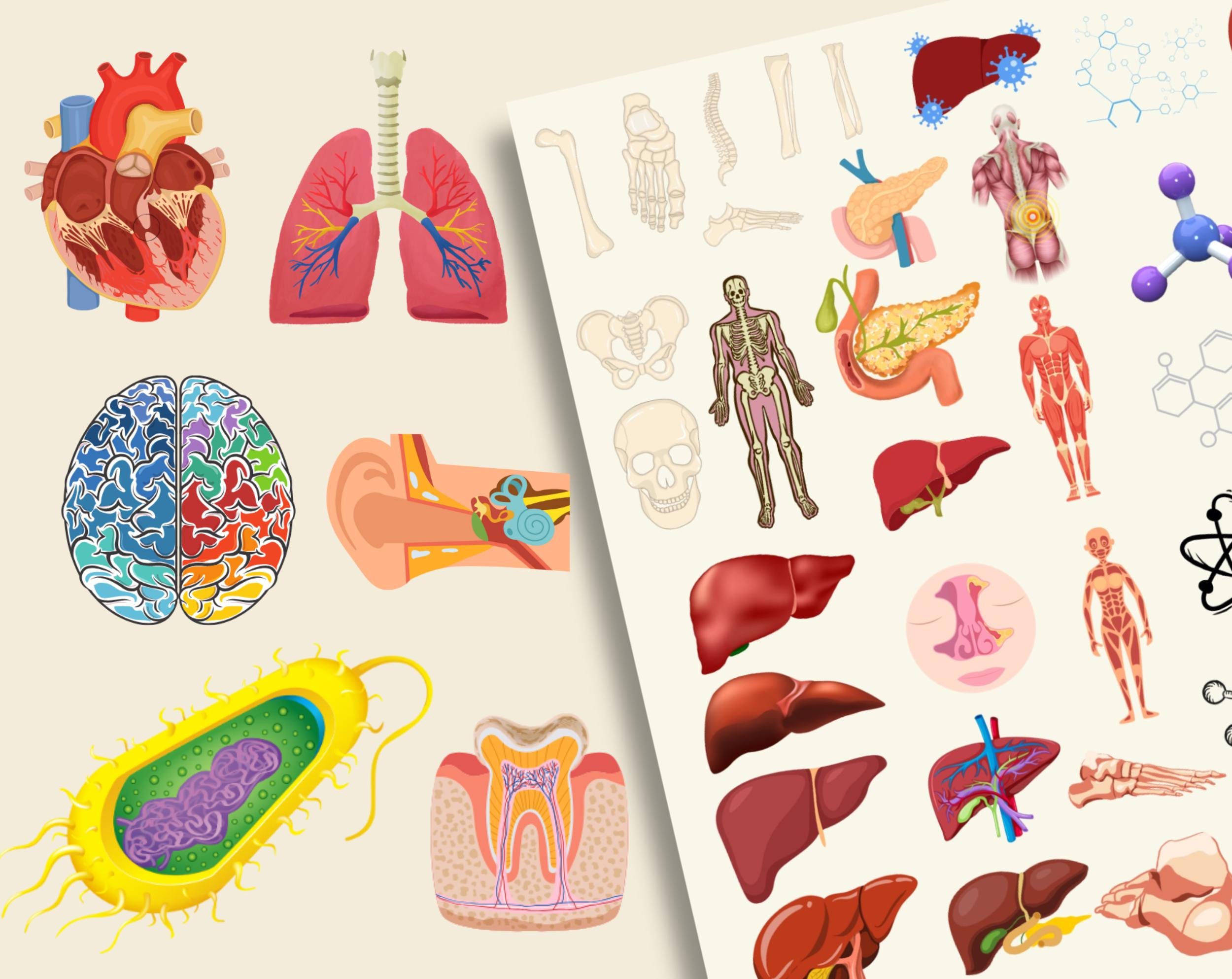 3200 + Biology Digital Stickers, Pre-cropped Human Body Stickers ...