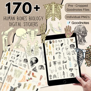 Puede incluir: Un conjunto de pegatinas digitales con más de 170 ilustraciones de huesos humanos, incluyendo un esqueleto completo, cráneo, caja torácica, manos y huesos individuales. Las pegatinas están precortadas para usar con Goodnotes.