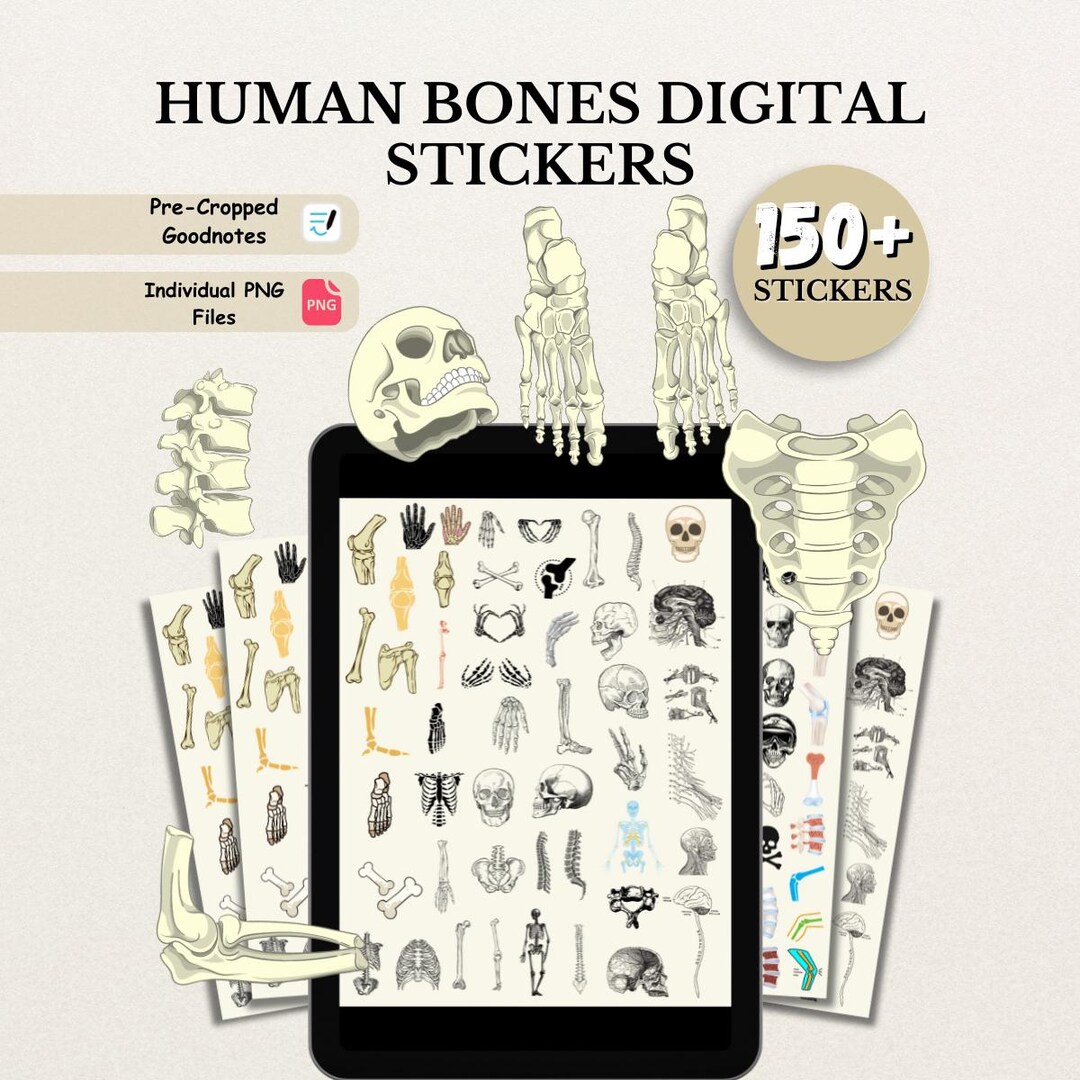 150 + Bones Digital Stickers, Human Body Stickers, Medical Stickers ...