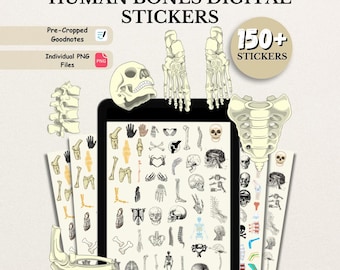 150 + Bones Digital Stickers, Human Body Stickers, Medical Stickers, Orthopedic Stickers, Studying Stickers, Anatomy and Physiology Stickers