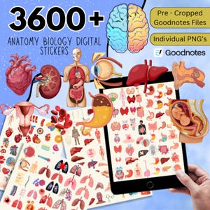 3600+ Human Anatomy Stickers, Pre-cropped Human Body Stickers, Biology Digital Stickers, Medical Stickers, Biology & Anatomy Digital Sticker