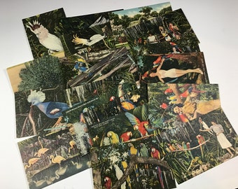 c.1940 Vintage Postcard Lot, Parrot Jungle, Miami, FL