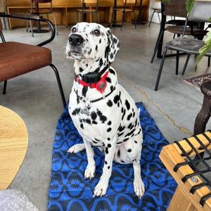 Op de afbeelding: Een Dalmatische hond met zwarte vlekken op een witte vacht zit op een blauw patroonmat. De hond draagt een rode halsband met een zwart apparaat en een zilveren label. De achtergrond omvat stoelen en tafels.