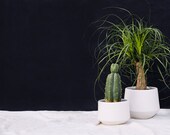 Modern White Porcelain Planter Ceramic Home Decor for your House Plant Collection White Ceramic Planter