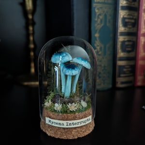 May include: A glass cloche displays a miniature diorama of blue mushrooms with dark blue caps, set on a bed of moss and tiny white flowers. The base is cork, with a label reading "Mycena Interrupta". The background includes antique books.
