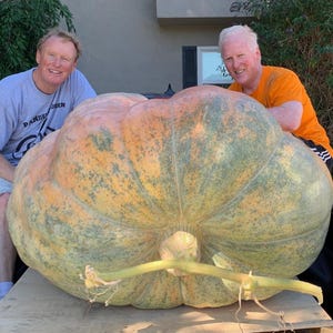 Dill&#39;s Atlantic Giant Pumpkin Seeds from Competition Pumpkins | Grow Huge Pumpkins!