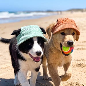 May include: A black and white dog wearing a light green corduroy cap with the name Rocky embroidered on the front, and a golden dog wearing a rust-colored corduroy cap with the name Coco embroidered on the front, holding a colorful tennis ball.